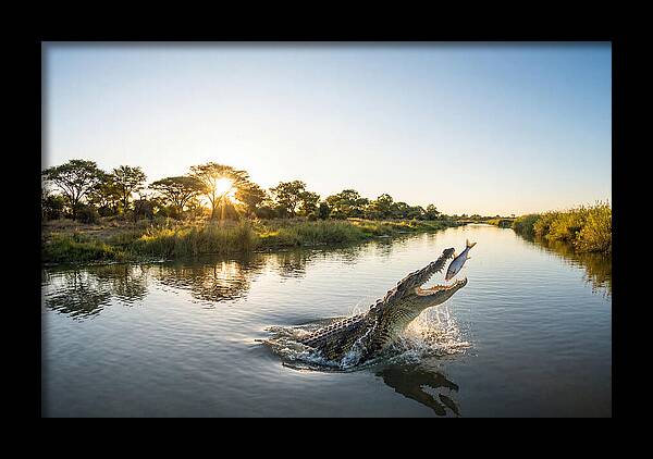 Nile Crocodile Hunting At Dusk