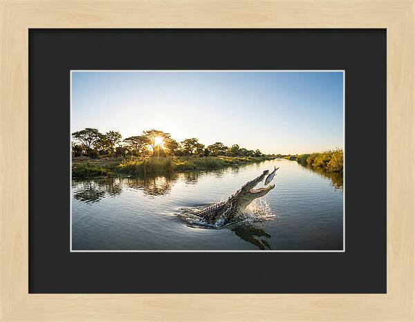 Nile Crocodile Hunting At Dusk