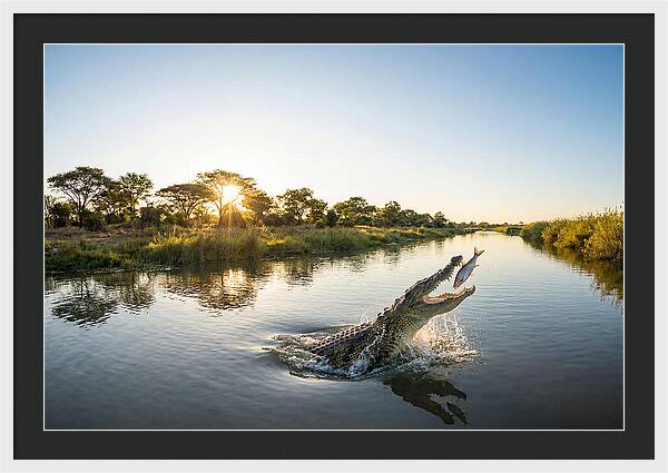 Nile Crocodile Hunting At Dusk