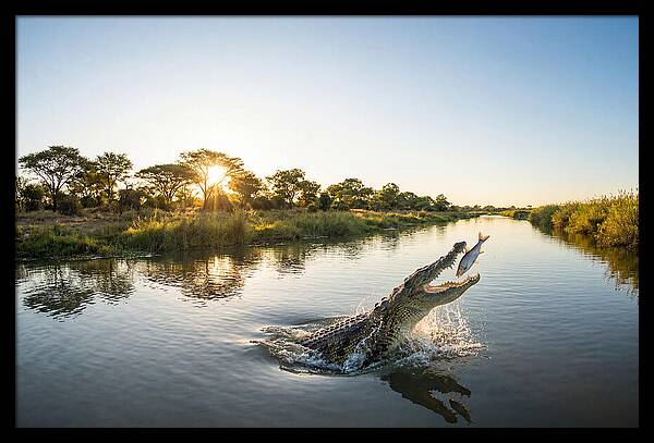 Nile Crocodile Hunting At Dusk