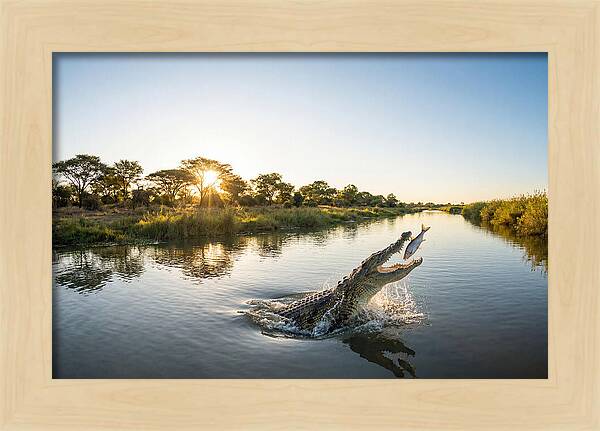 Nile Crocodile Hunting At Dusk
