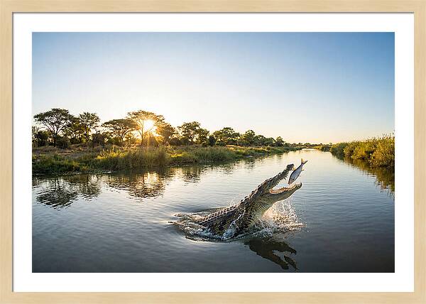 Nile Crocodile Hunting At Dusk