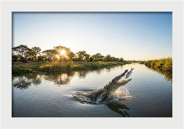 Nile Crocodile Hunting At Dusk