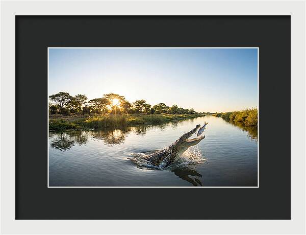 Nile Crocodile Hunting At Dusk