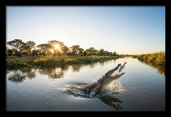 Nile Crocodile Hunting At Dusk