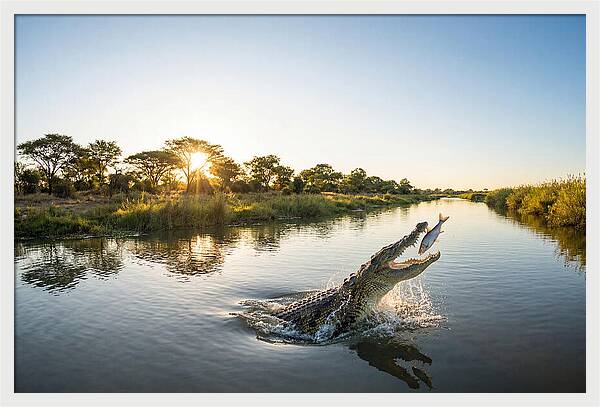 Nile Crocodile Hunting At Dusk