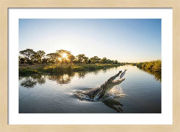 Nile Crocodile Hunting At Dusk