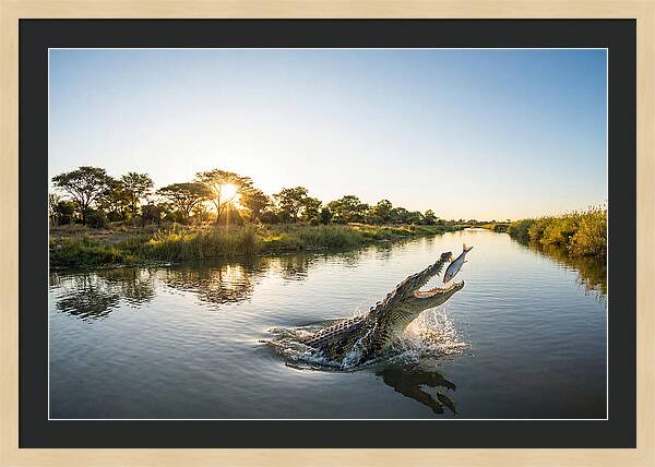 Nile Crocodile Hunting At Dusk