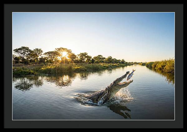 Nile Crocodile Hunting At Dusk