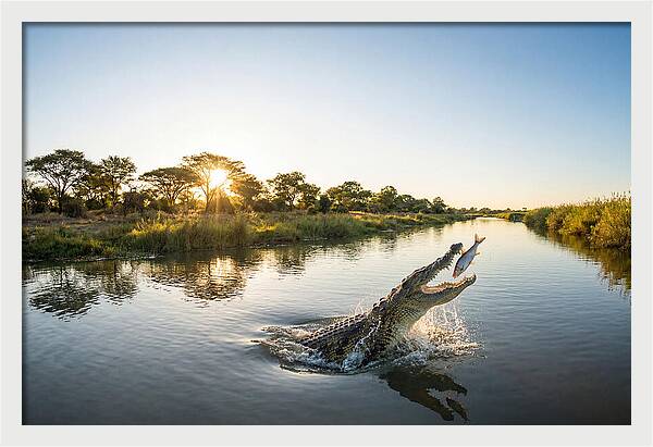 Nile Crocodile Hunting At Dusk