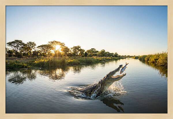 Nile Crocodile Hunting At Dusk