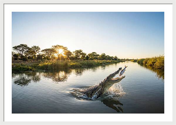 Nile Crocodile Hunting At Dusk
