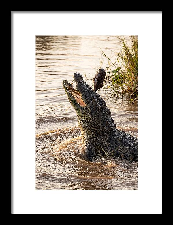 Nile Crocodile Hunting Moment