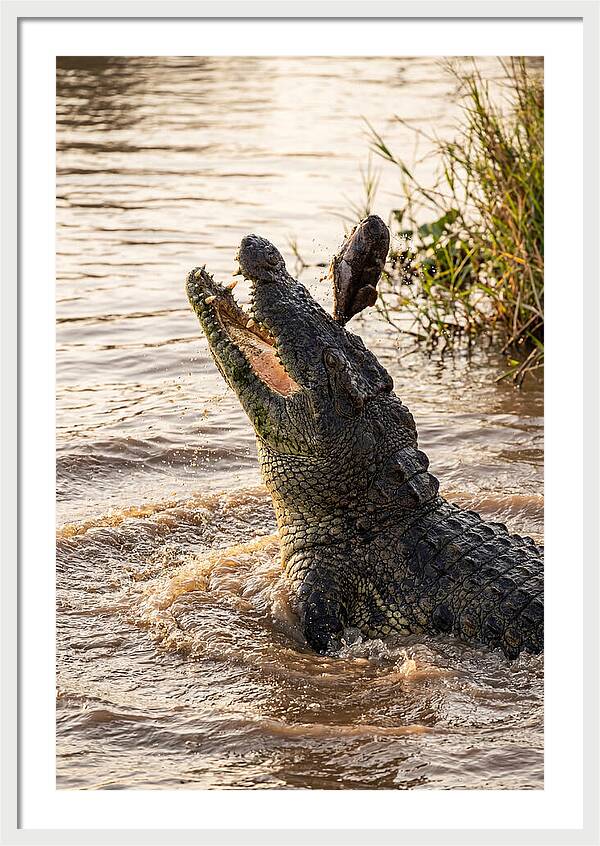Nile Crocodile Hunting Moment
