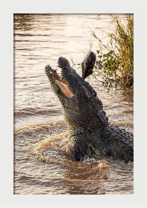 Nile Crocodile Hunting Moment