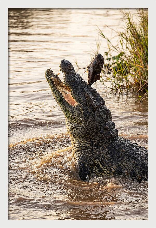 Nile Crocodile Hunting Moment