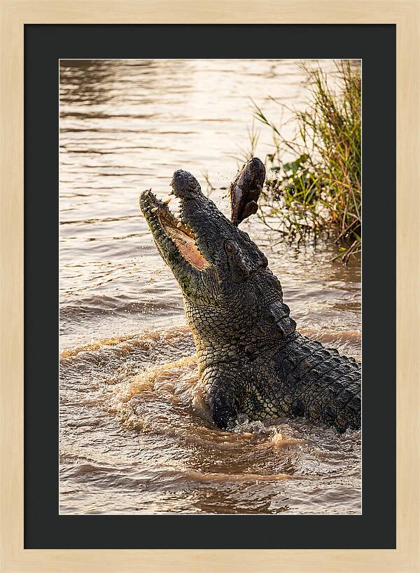 Nile Crocodile Hunting Moment