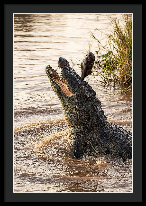 Nile Crocodile Hunting Moment