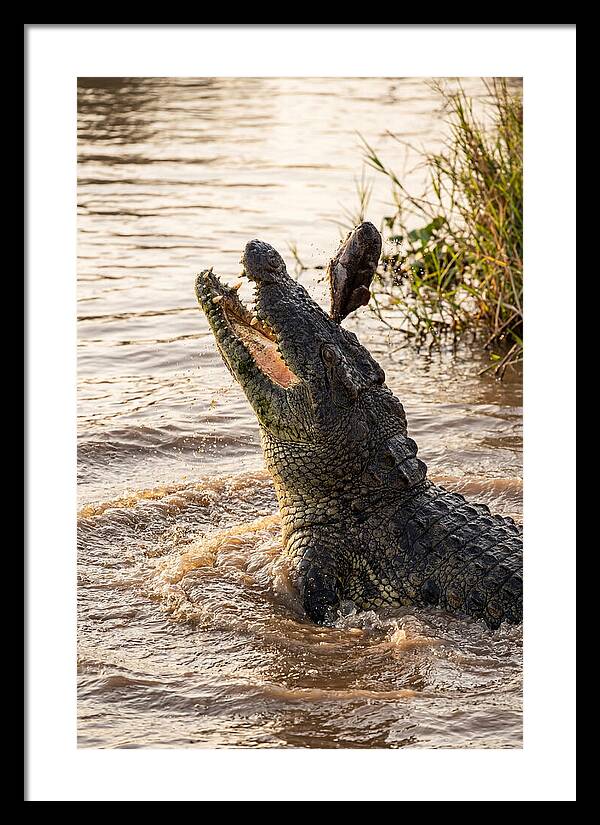 Nile Crocodile Hunting Moment