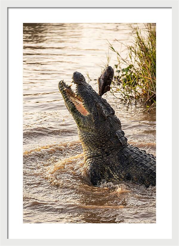 Nile Crocodile Hunting Moment