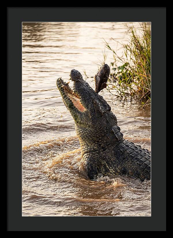 Nile Crocodile Hunting Moment