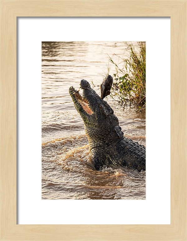 Nile Crocodile Hunting Moment