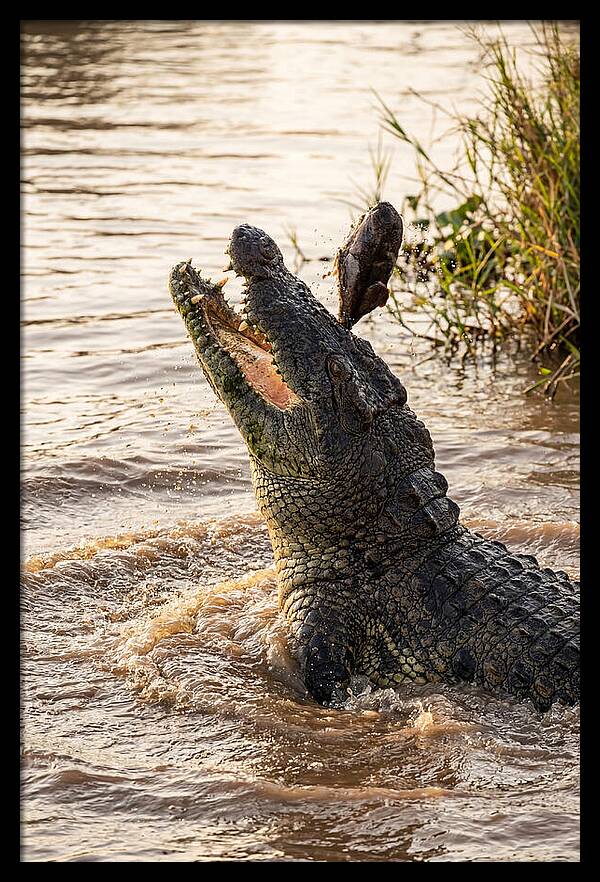 Nile Crocodile Hunting Moment