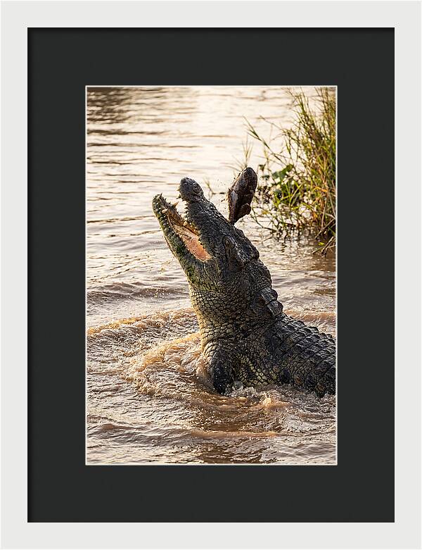 Nile Crocodile Hunting Moment