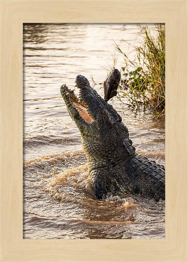 Nile Crocodile Hunting Moment