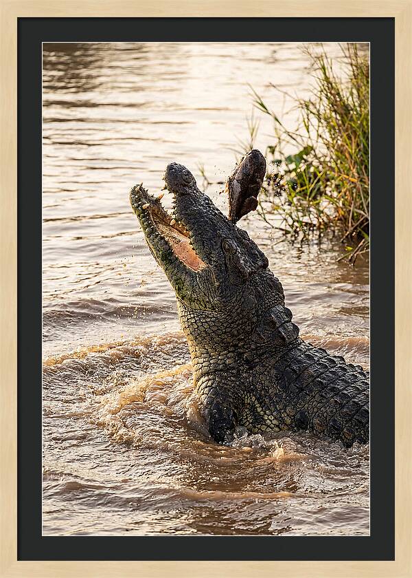 Nile Crocodile Hunting Moment