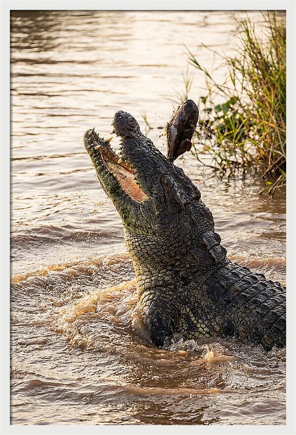 Nile Crocodile Hunting Moment