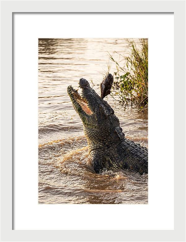 Nile Crocodile Hunting Moment