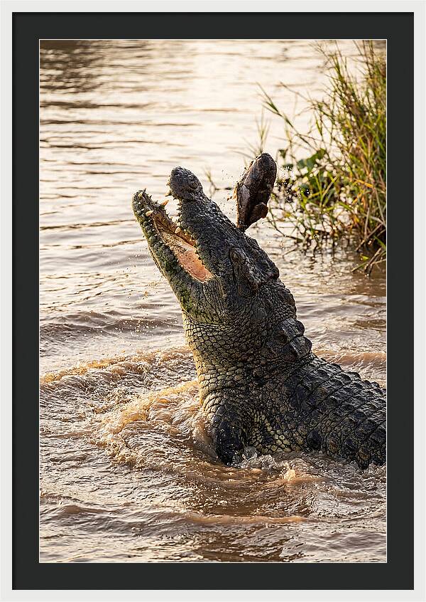 Nile Crocodile Hunting Moment