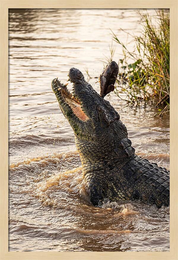 Nile Crocodile Hunting Moment