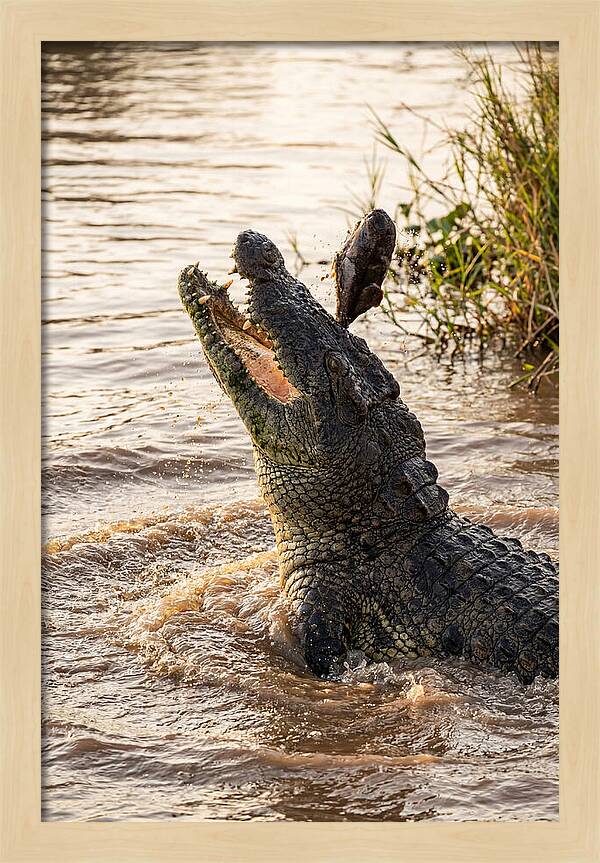 Nile Crocodile Hunting Moment