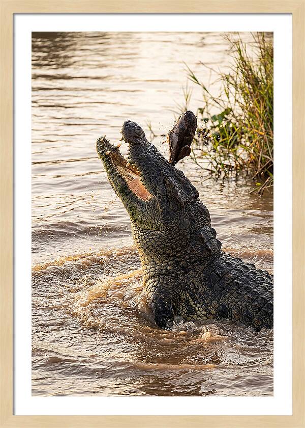 Nile Crocodile Hunting Moment