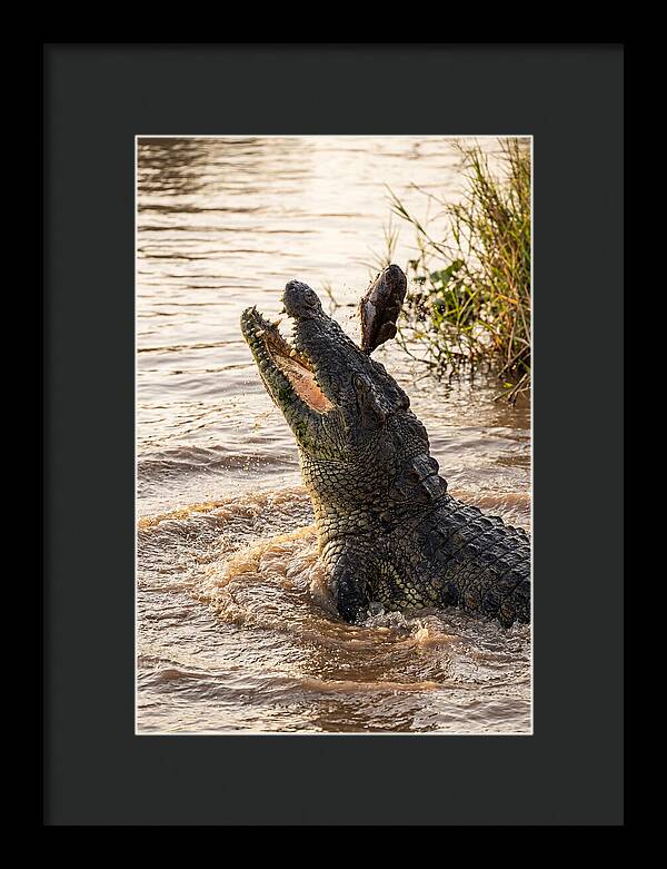 Nile Crocodile Hunting Moment