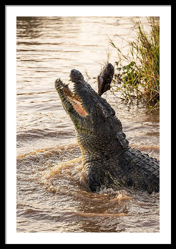 Nile Crocodile Hunting Moment