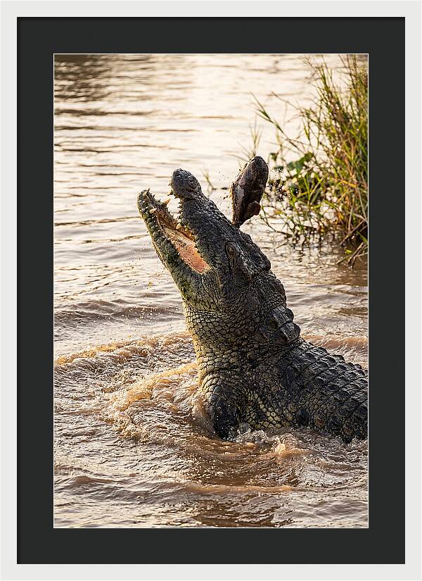 Nile Crocodile Hunting Moment