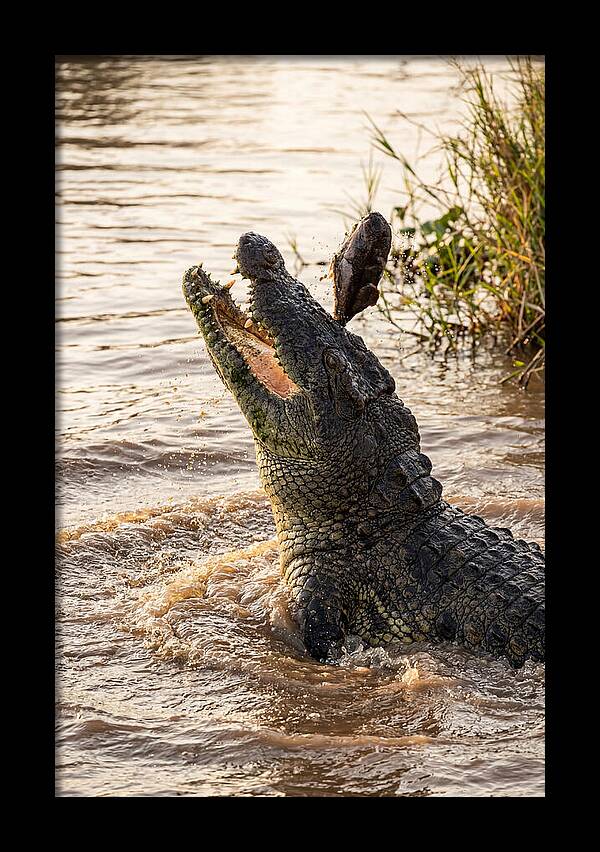 Nile Crocodile Hunting Moment