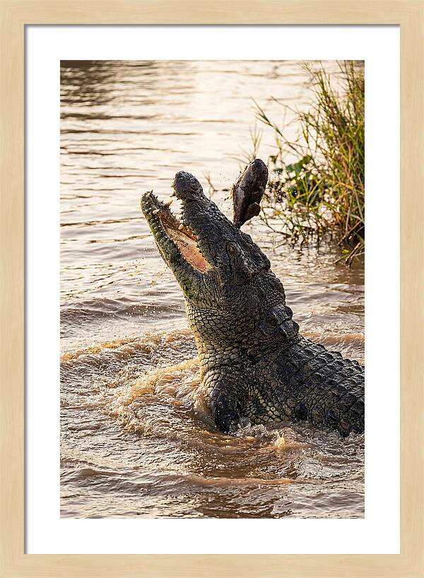 Nile Crocodile Hunting Moment