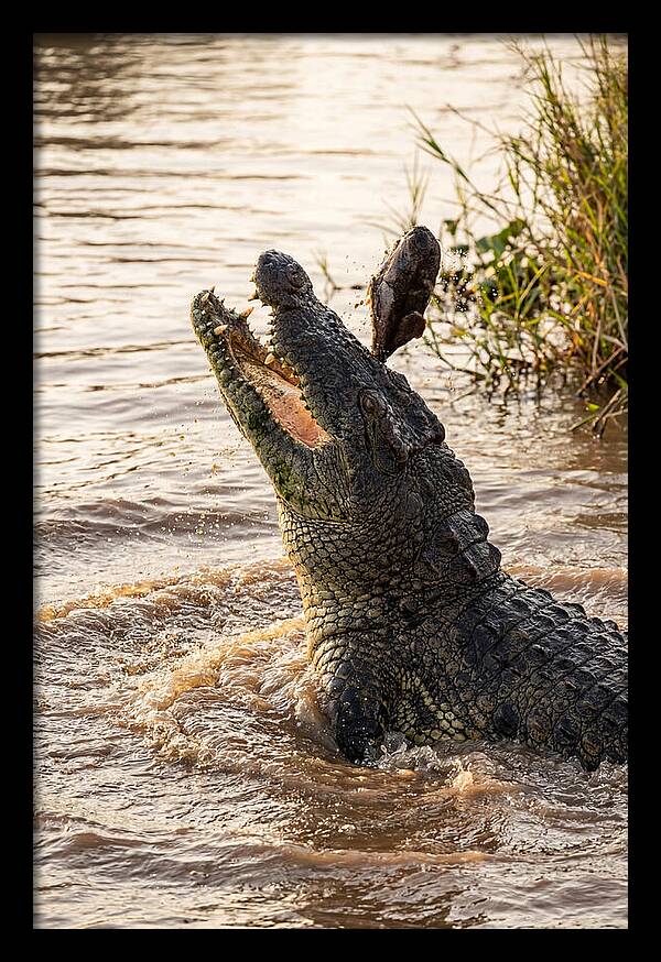 Nile Crocodile Hunting Moment
