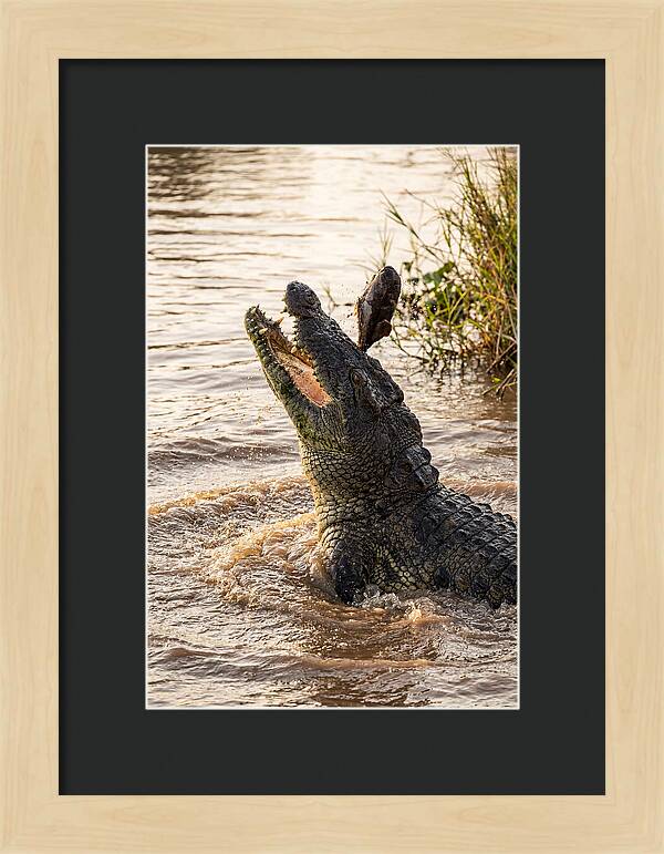 Nile Crocodile Hunting Moment