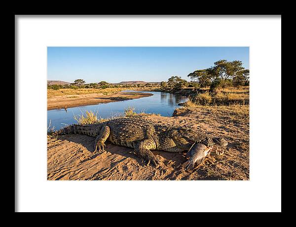 Nile Crocodile With Catch