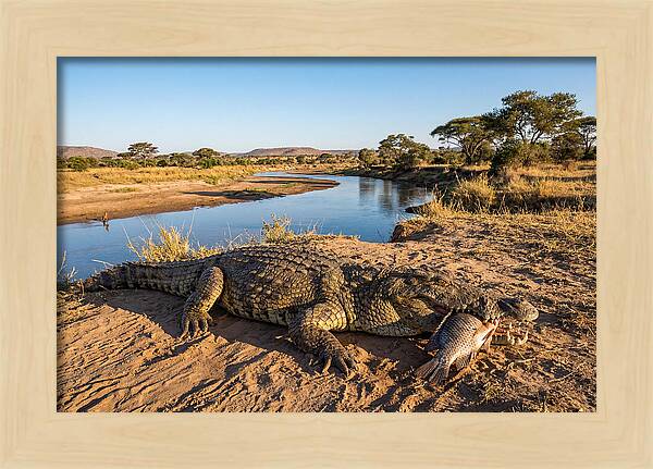 Nile Crocodile With Catch