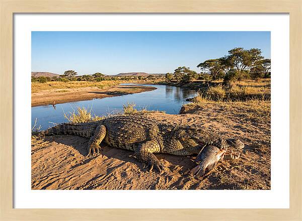 Nile Crocodile With Catch