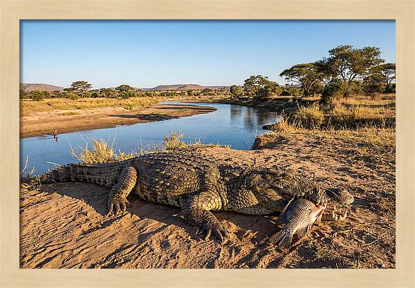 Nile Crocodile With Catch