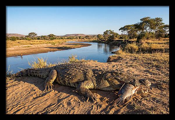 Nile Crocodile With Catch