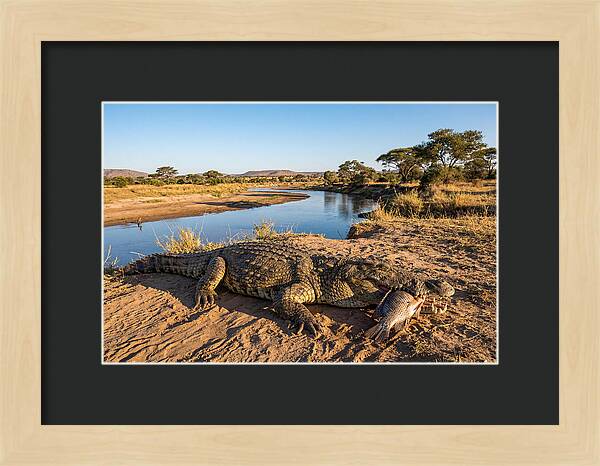 Nile Crocodile With Catch