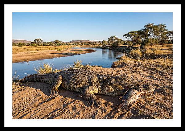 Nile Crocodile With Catch